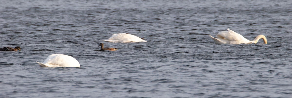 Mute Swan - ML644899679