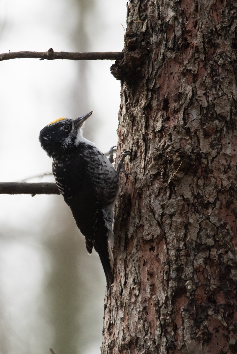 American Three-toed Woodpecker - ML644899683