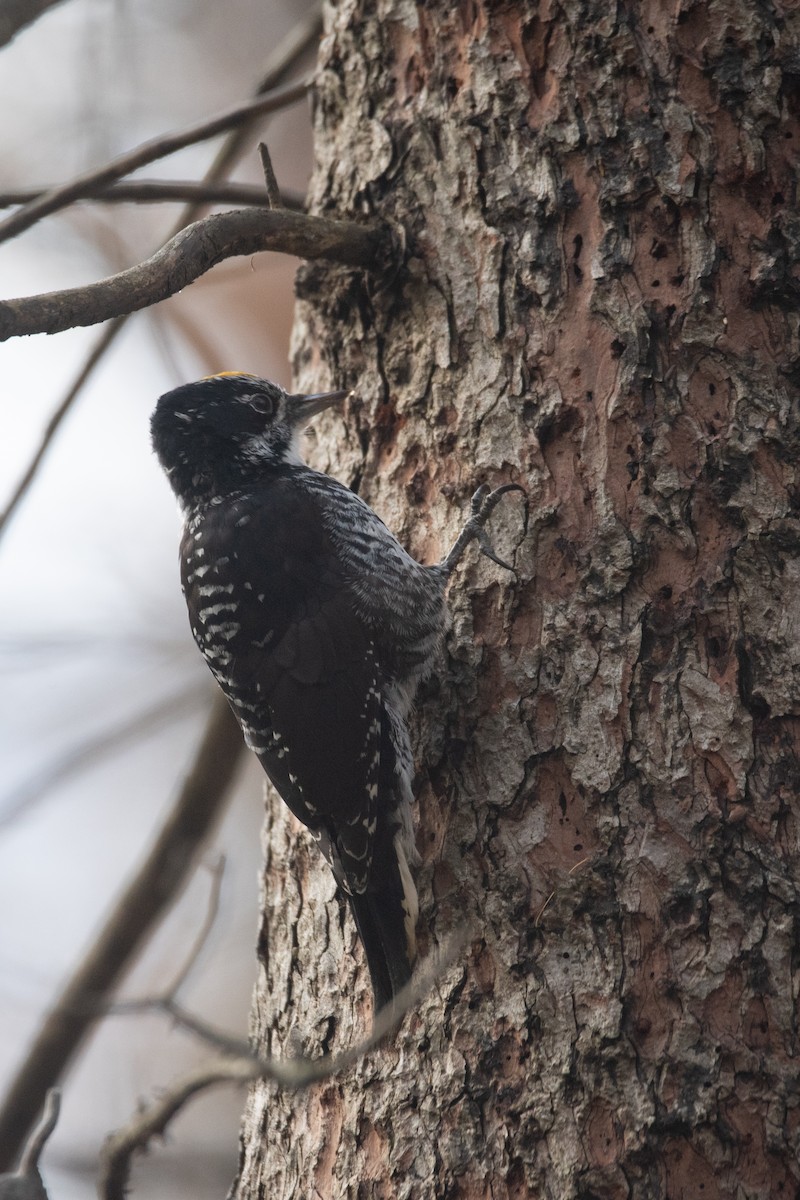 American Three-toed Woodpecker - ML644899685