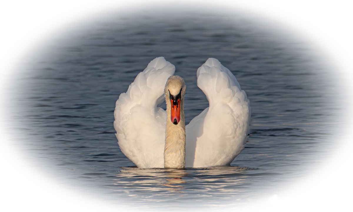 Mute Swan - ML644899708