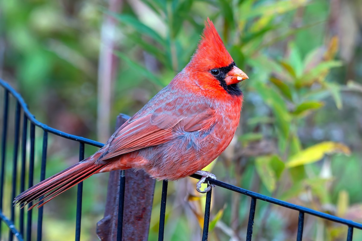Northern Cardinal (Common) - ML644899711