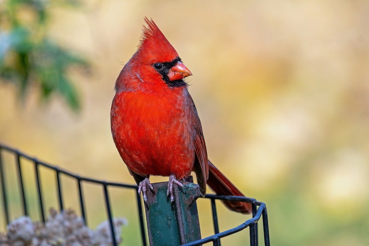 Northern Cardinal (Common) - ML644899712