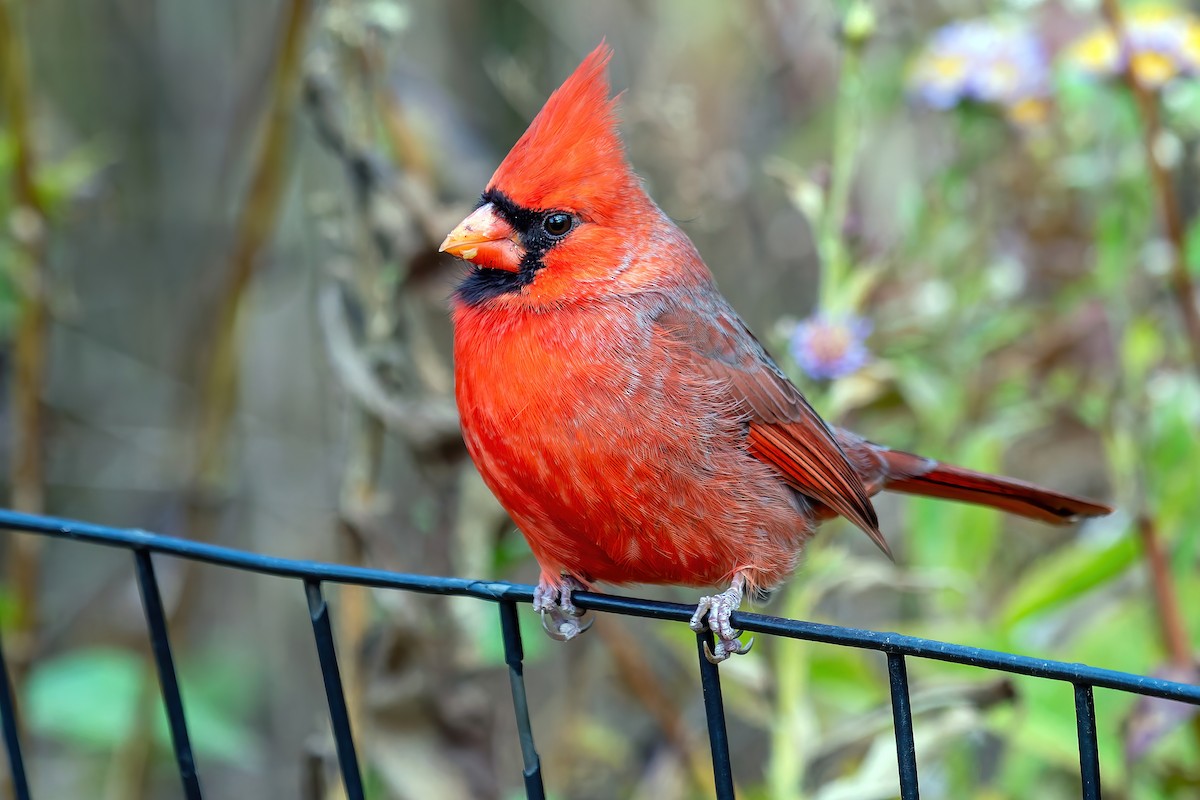 Northern Cardinal (Common) - ML644899714
