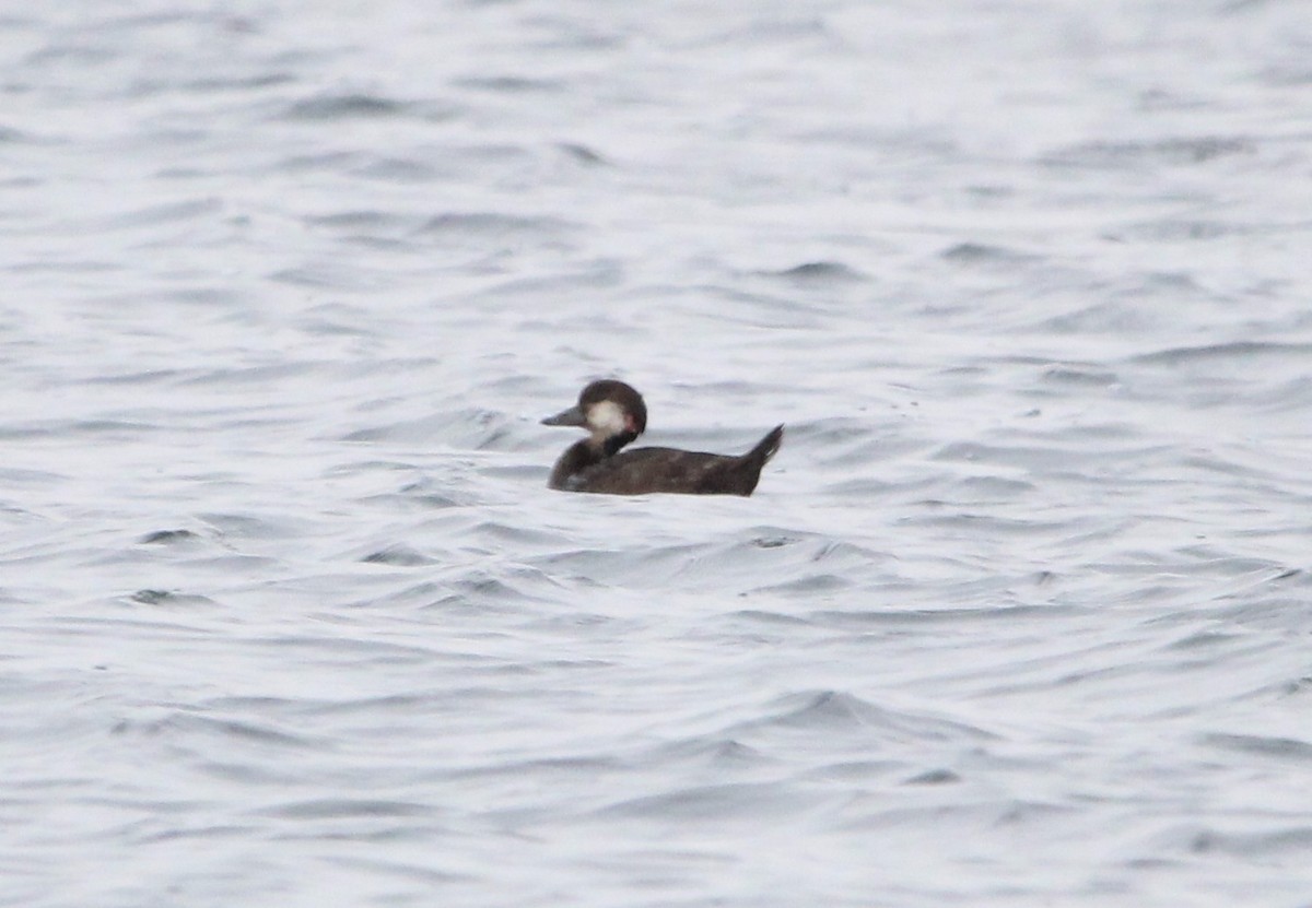 Black Scoter - ML644899716