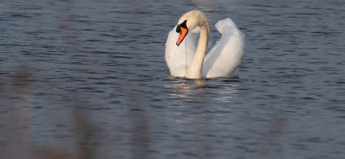 Mute Swan - ML644899719