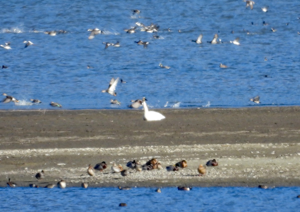 小天鵝 - ML644899733