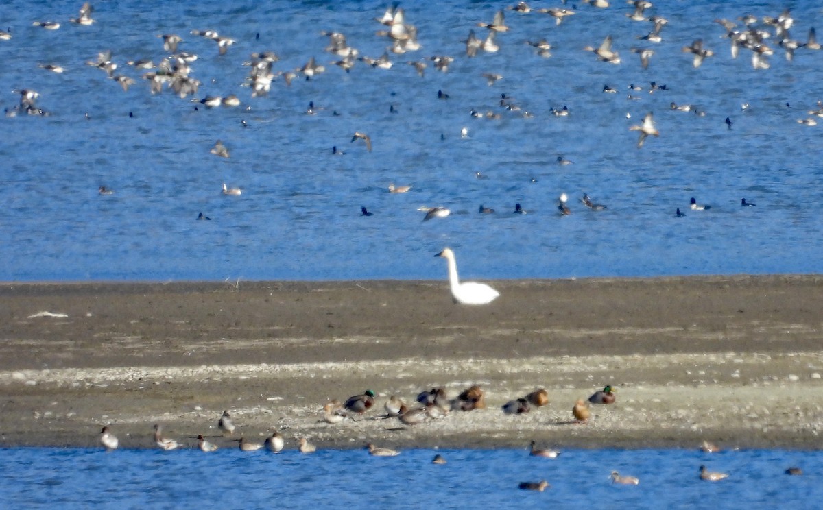 小天鵝 - ML644899734