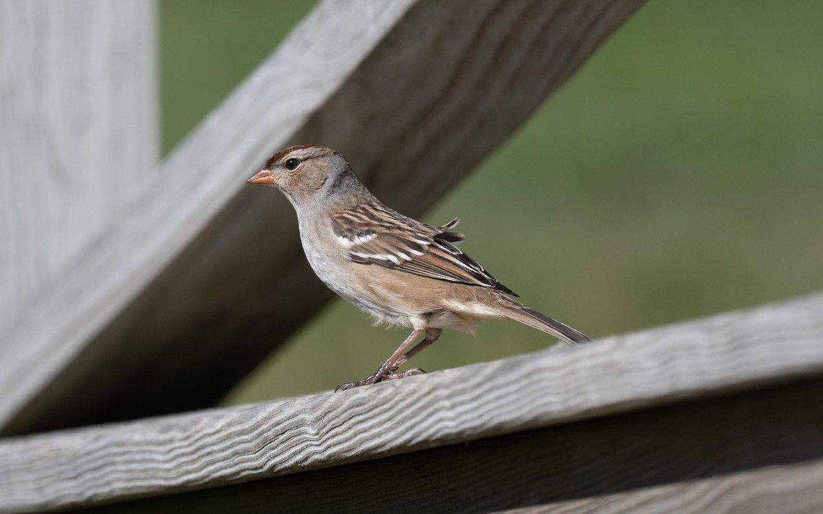 White-crowned Sparrow - ML644899748