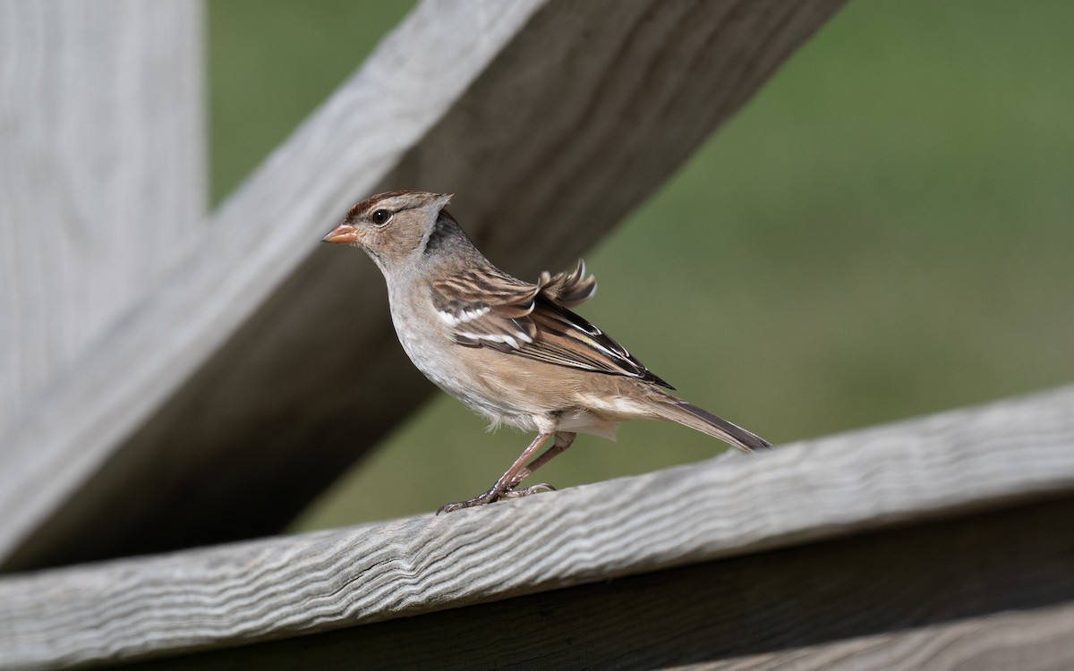 White-crowned Sparrow - ML644899750