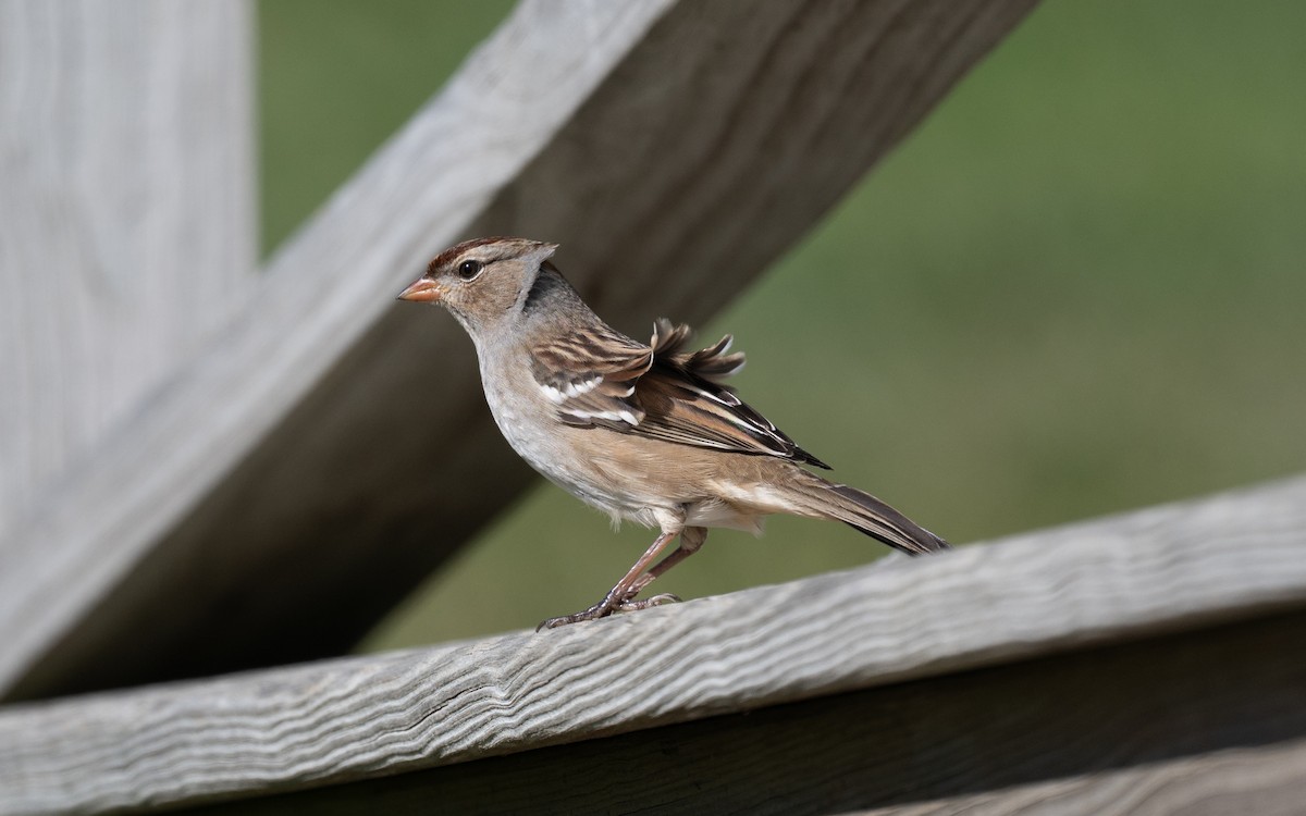 White-crowned Sparrow - ML644899753