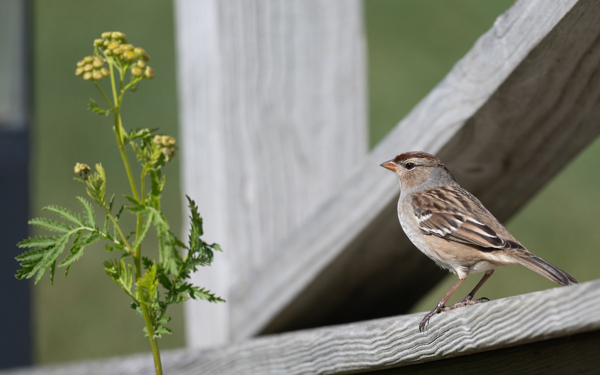 White-crowned Sparrow - ML644899755