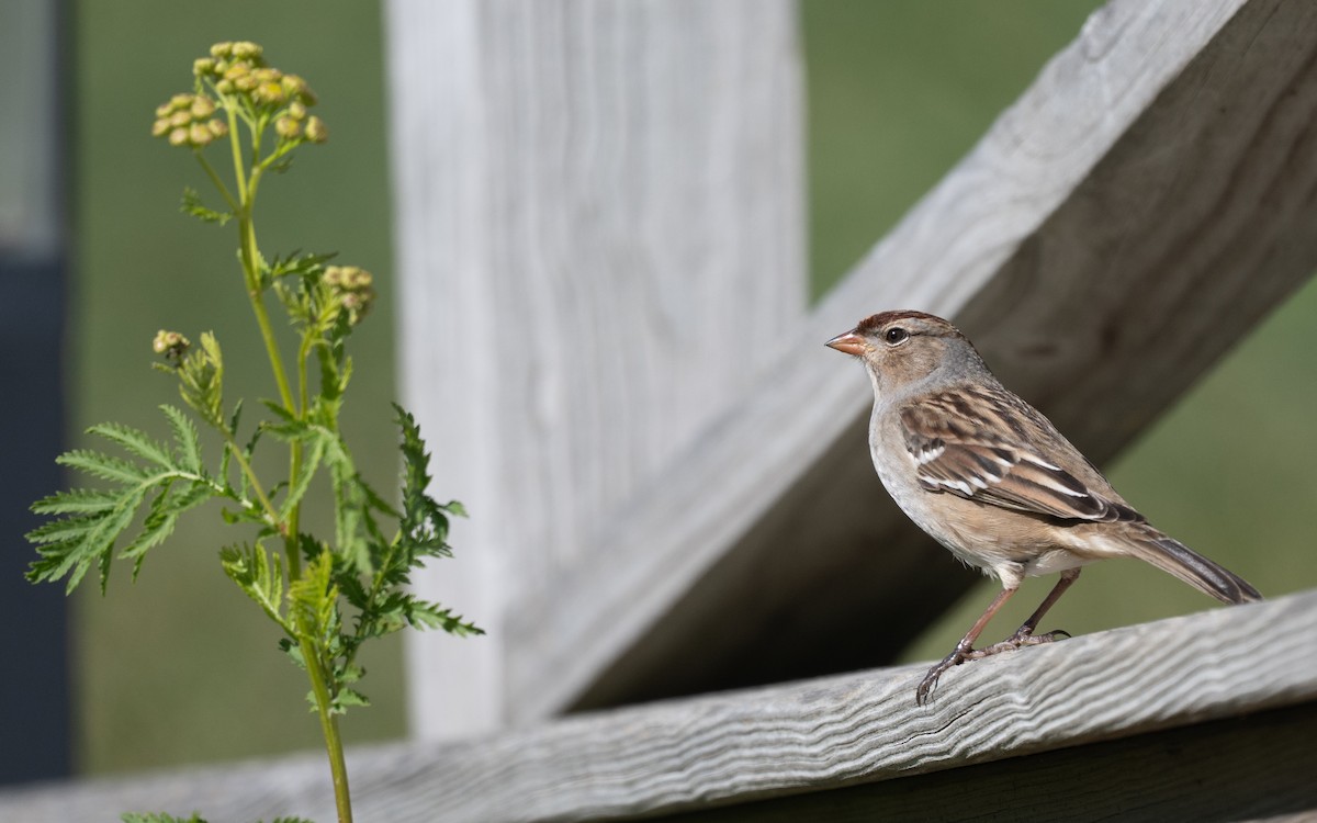 White-crowned Sparrow - ML644899756