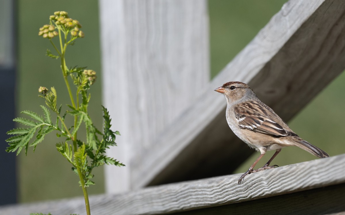 White-crowned Sparrow - ML644899758