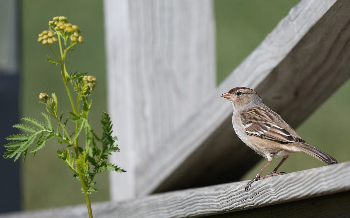 White-crowned Sparrow - ML644899760