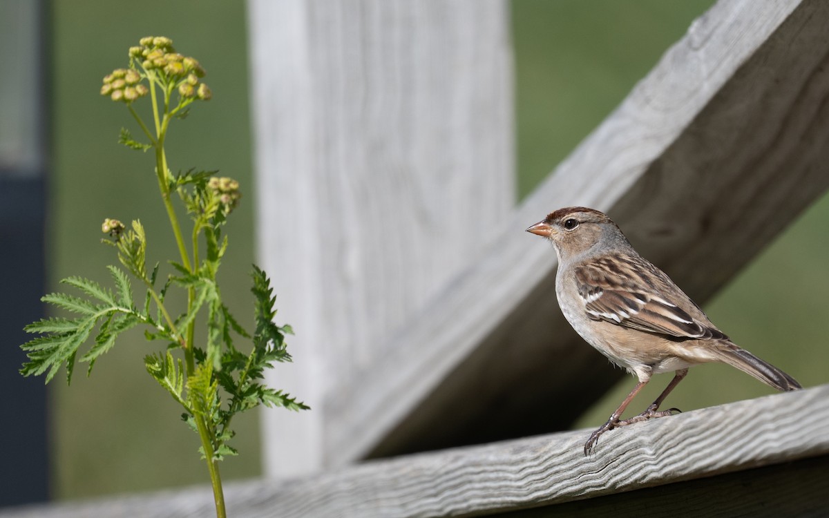 White-crowned Sparrow - ML644899761