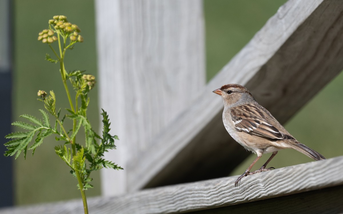 White-crowned Sparrow - ML644899766