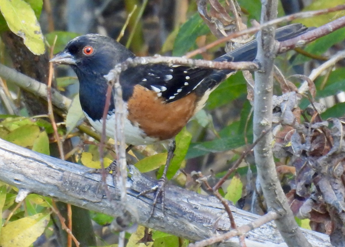 Spotted Towhee - ML644899777