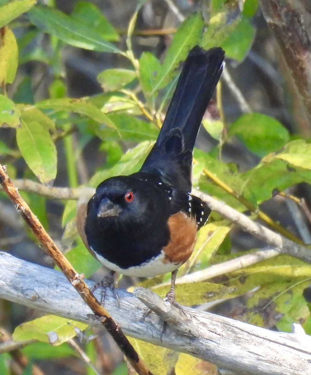 Spotted Towhee - ML644899778