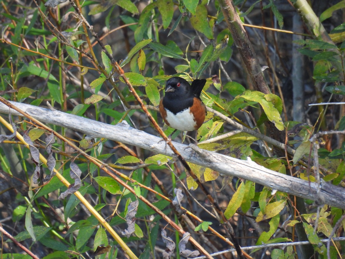 Spotted Towhee - ML644899779