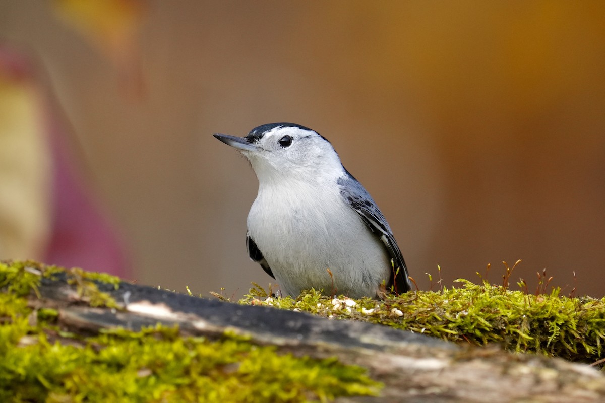 Weißbrustkleiber - ML644899811