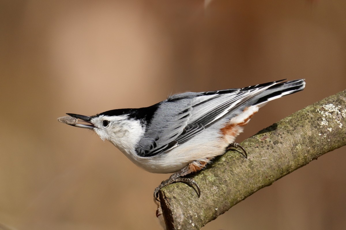 Weißbrustkleiber - ML644899813