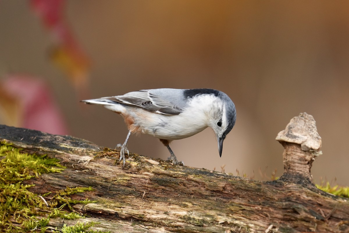 Weißbrustkleiber - ML644899814