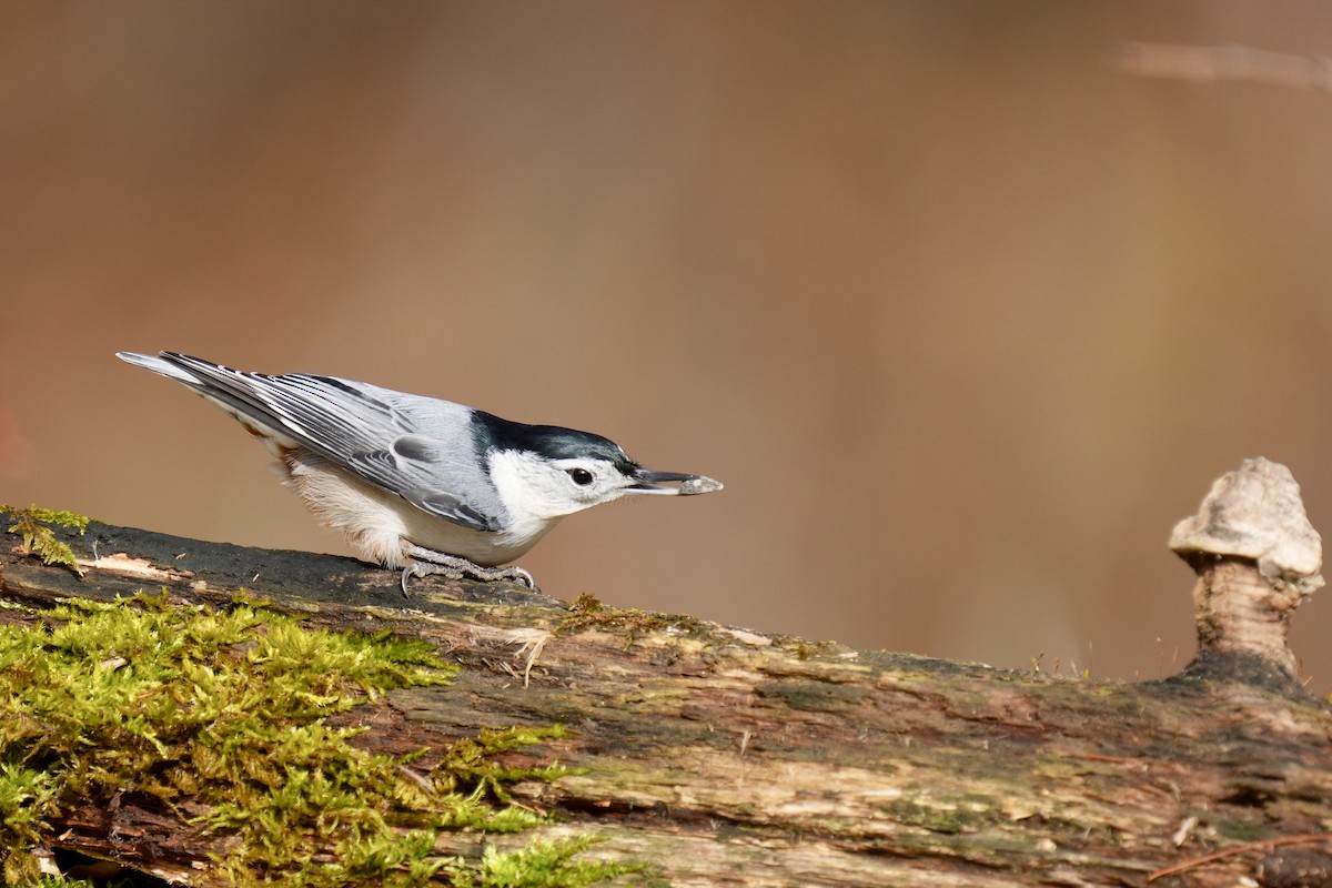 Weißbrustkleiber - ML644899815