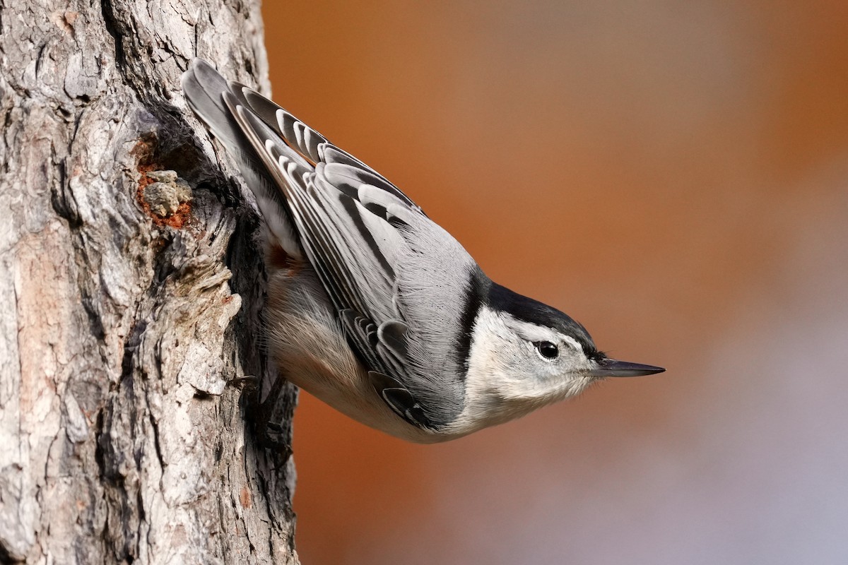 Weißbrustkleiber - ML644899816