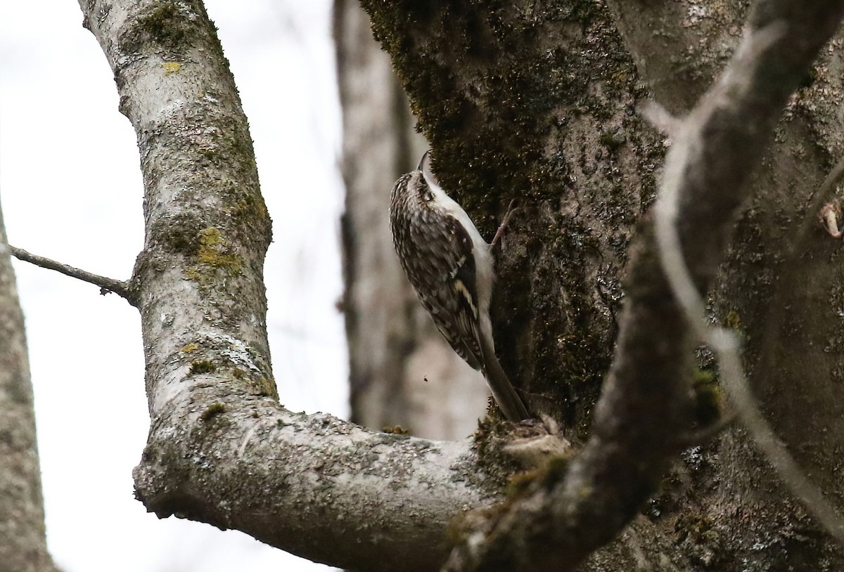 amerikatrekryper - ML644899823