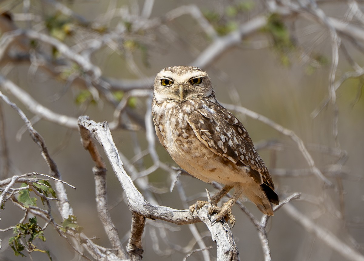 Burrowing Owl - ML644899825