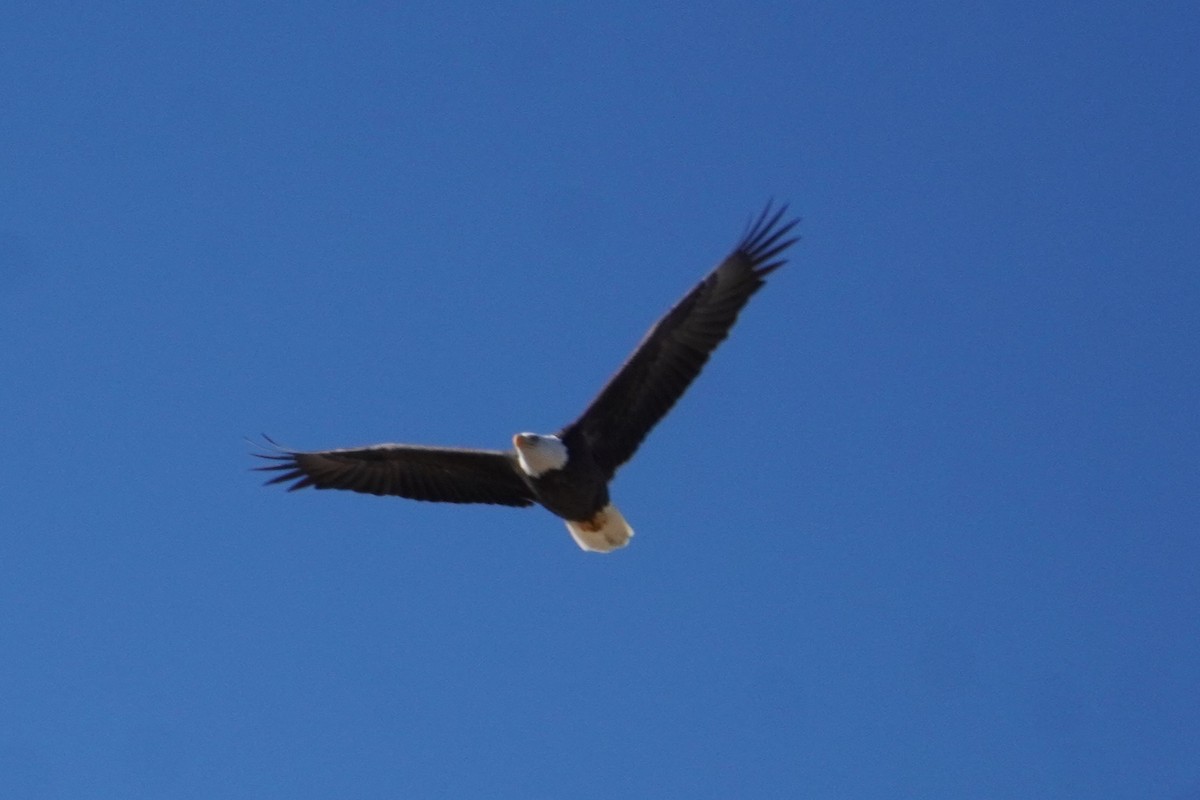 Pygargue à tête blanche - ML644899826