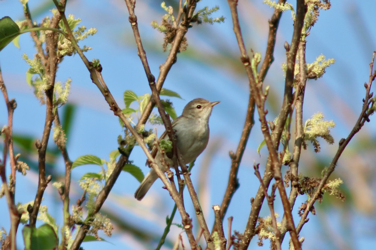 Booted Warbler - ML644899836