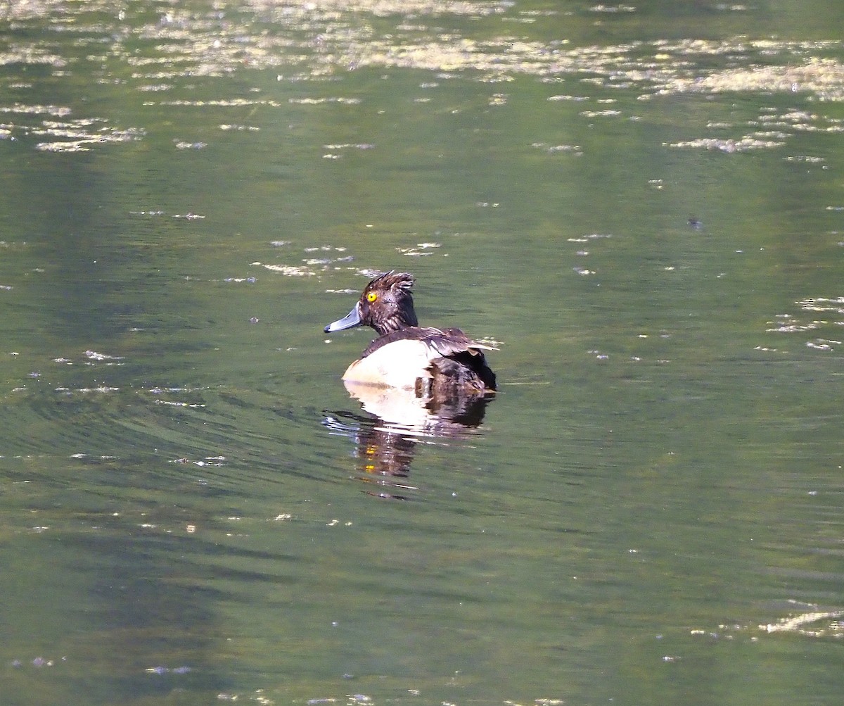 小斑背潛鴨 - ML644899853