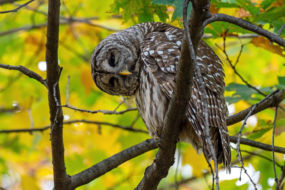 puštík proužkovaný - ML644899904