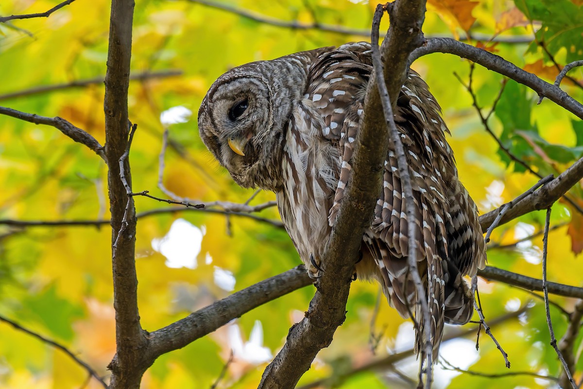 puštík proužkovaný - ML644899905
