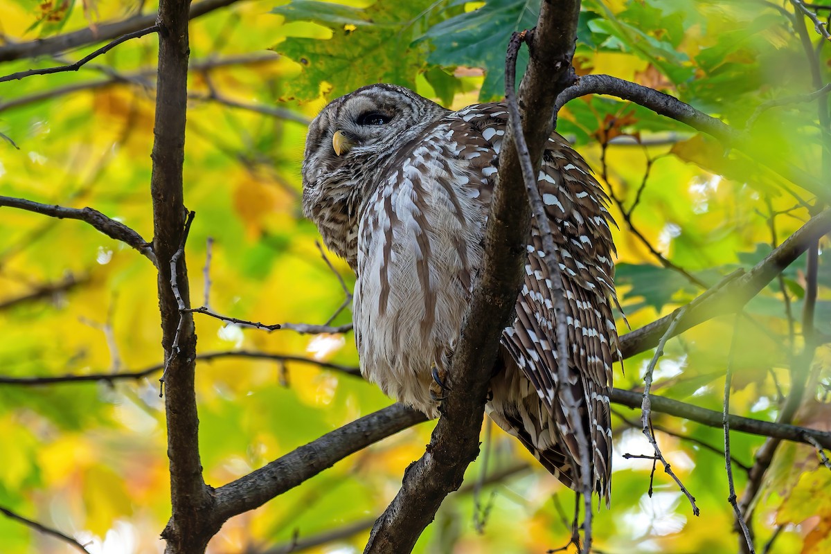 puštík proužkovaný - ML644899906