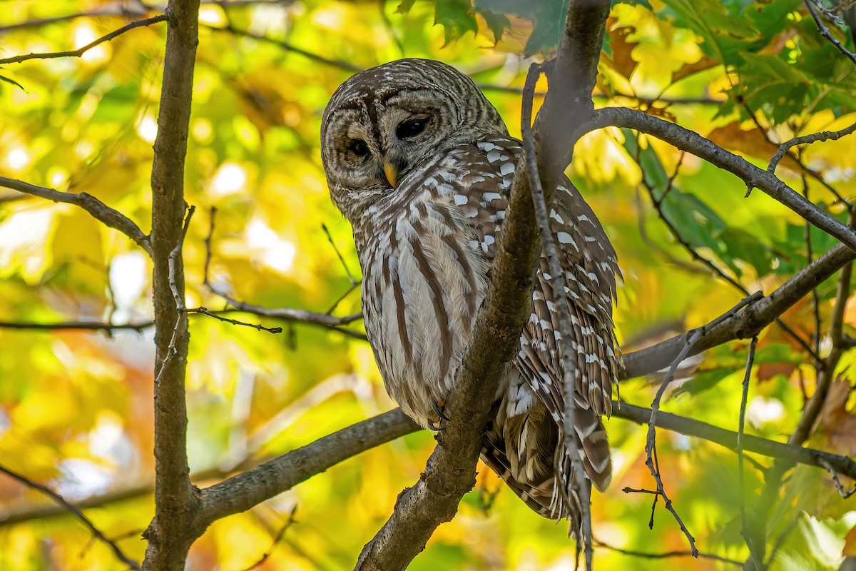 puštík proužkovaný - ML644899907