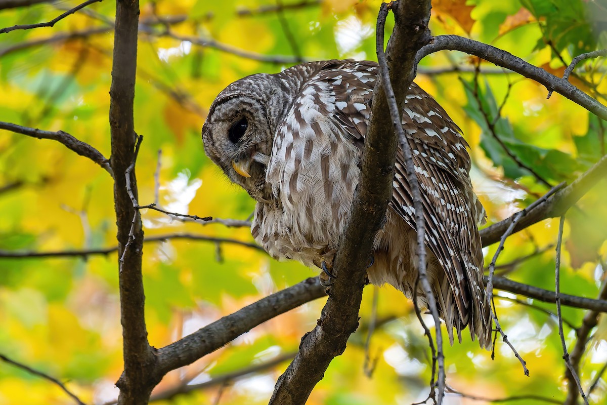 puštík proužkovaný - ML644899908