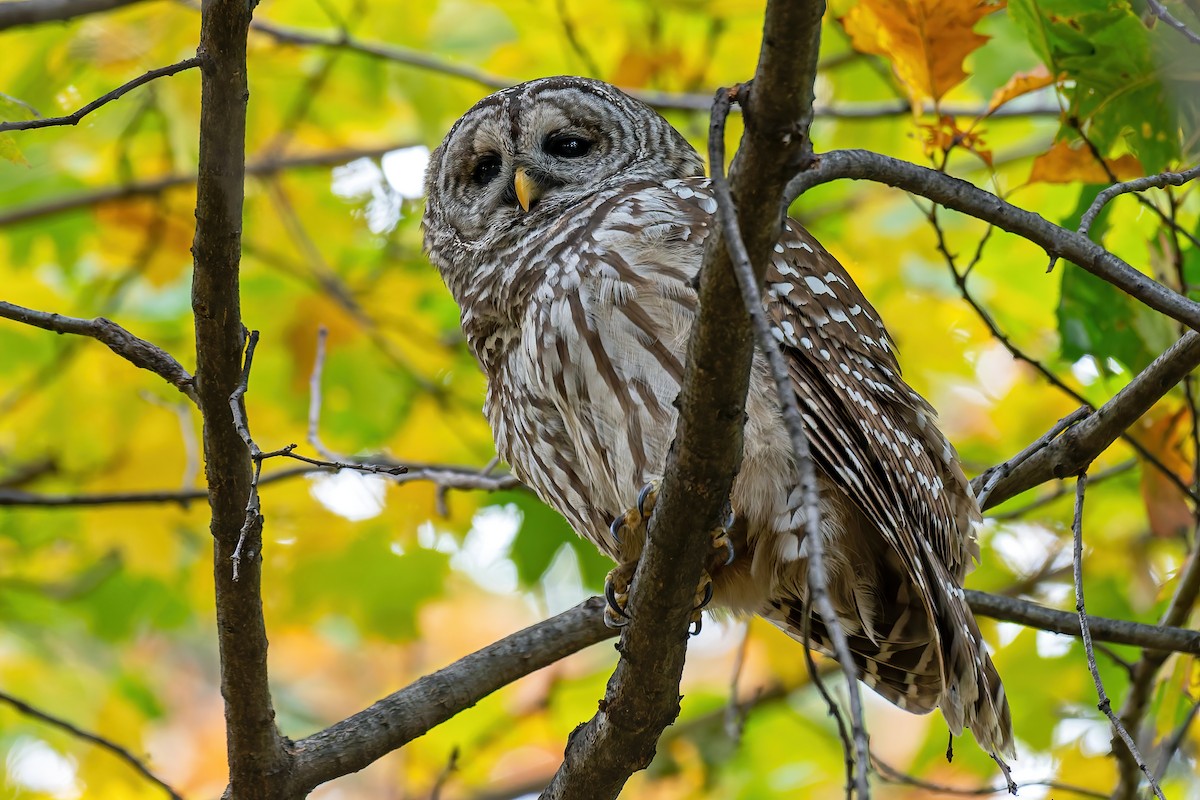 puštík proužkovaný - ML644899909