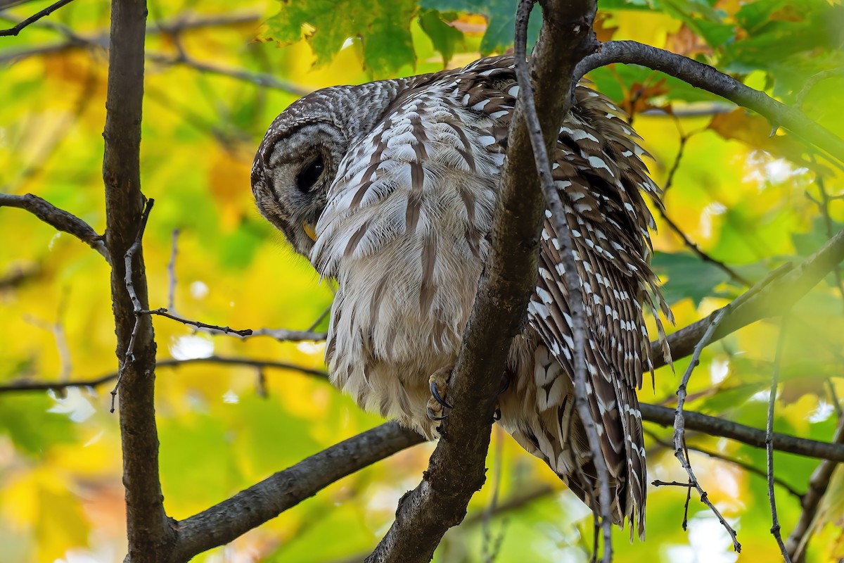 puštík proužkovaný - ML644899910