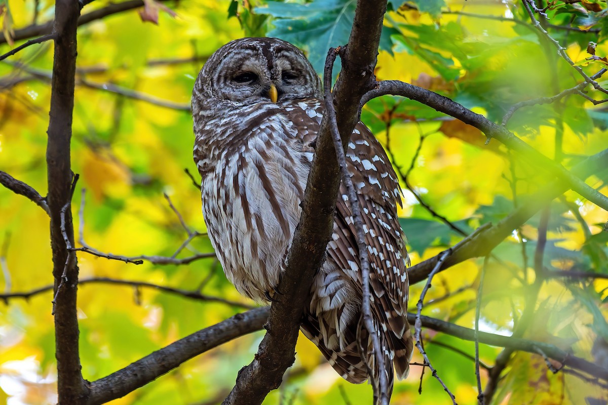 puštík proužkovaný - ML644899912