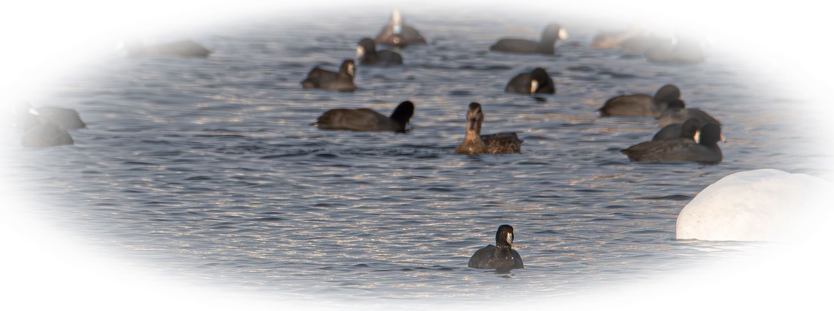 אגמית אמריקנית - ML644899913