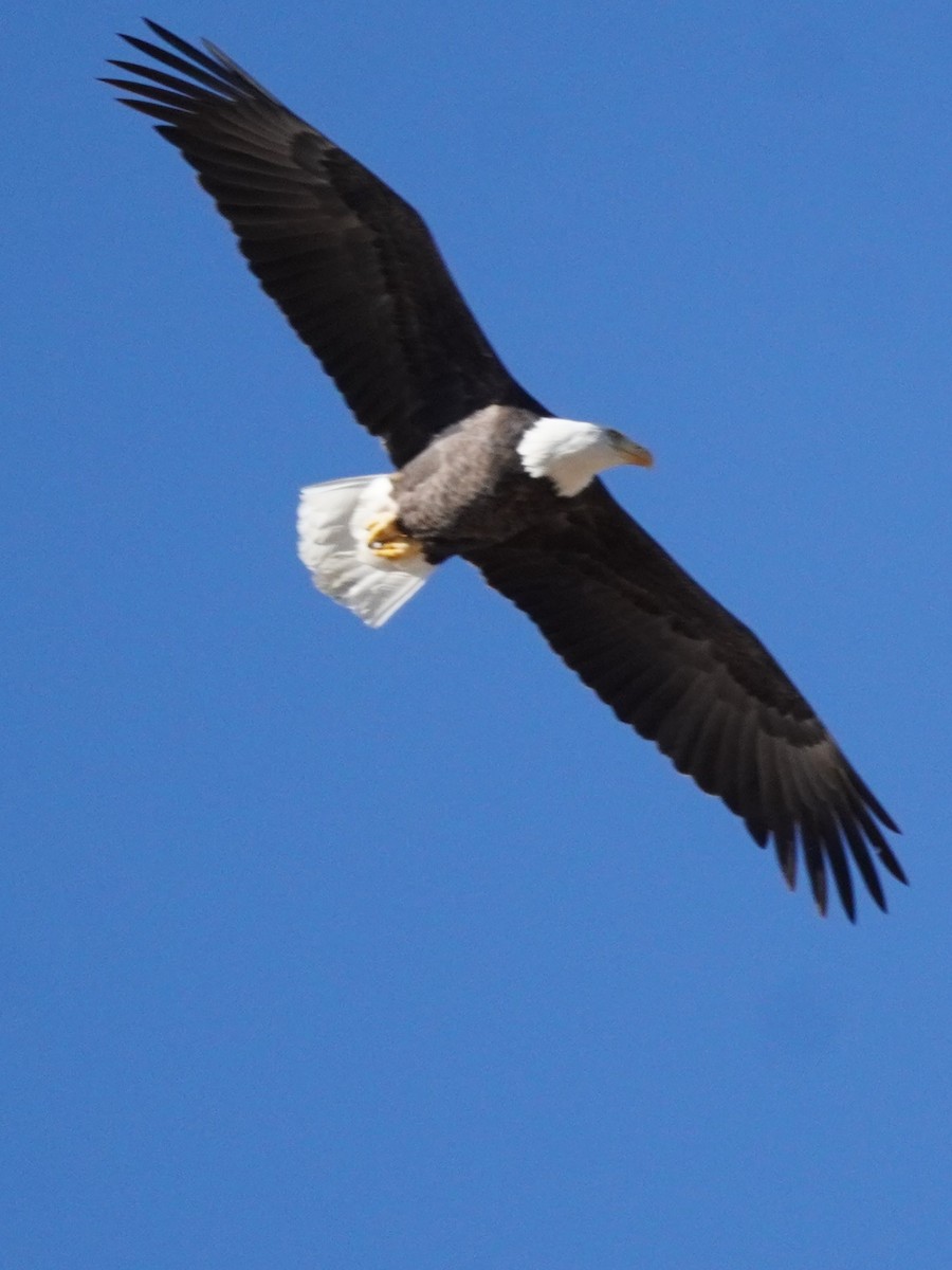 Pygargue à tête blanche - ML644899920