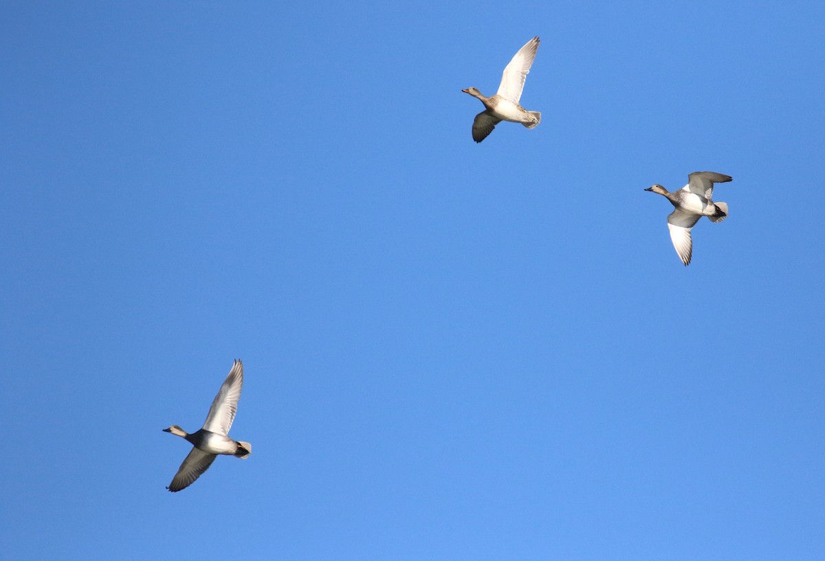 Gadwall - ML644899921