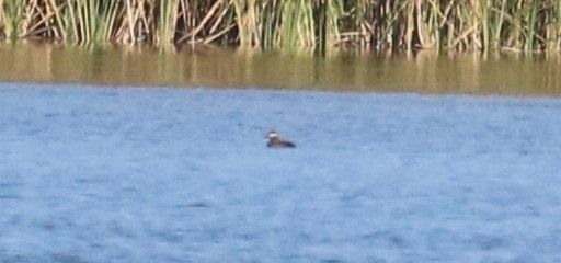 Surf Scoter - ML644899933