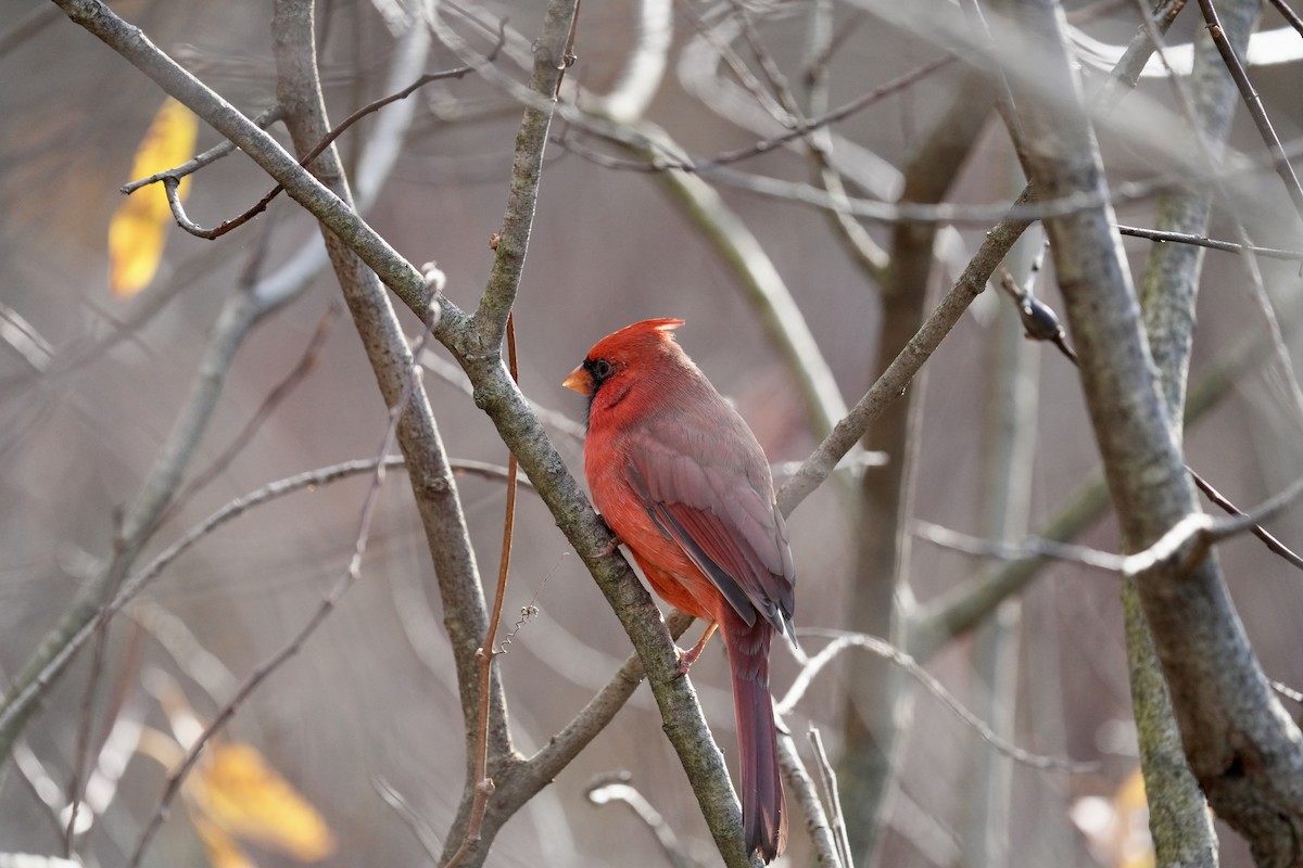 Northern Cardinal - ML644899934