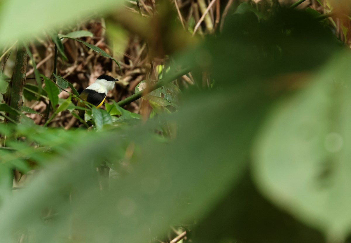 White-collared Manakin - ML644899935