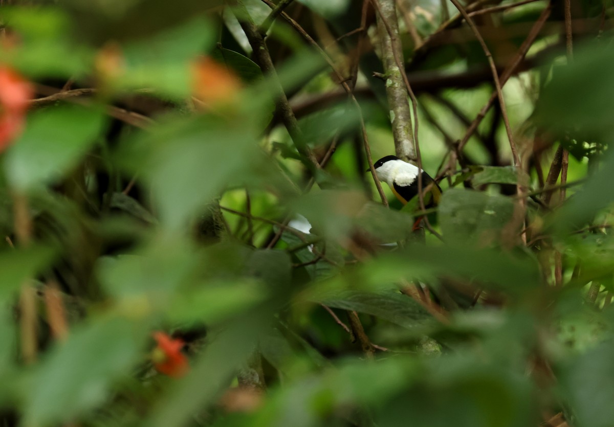 White-collared Manakin - ML644899936