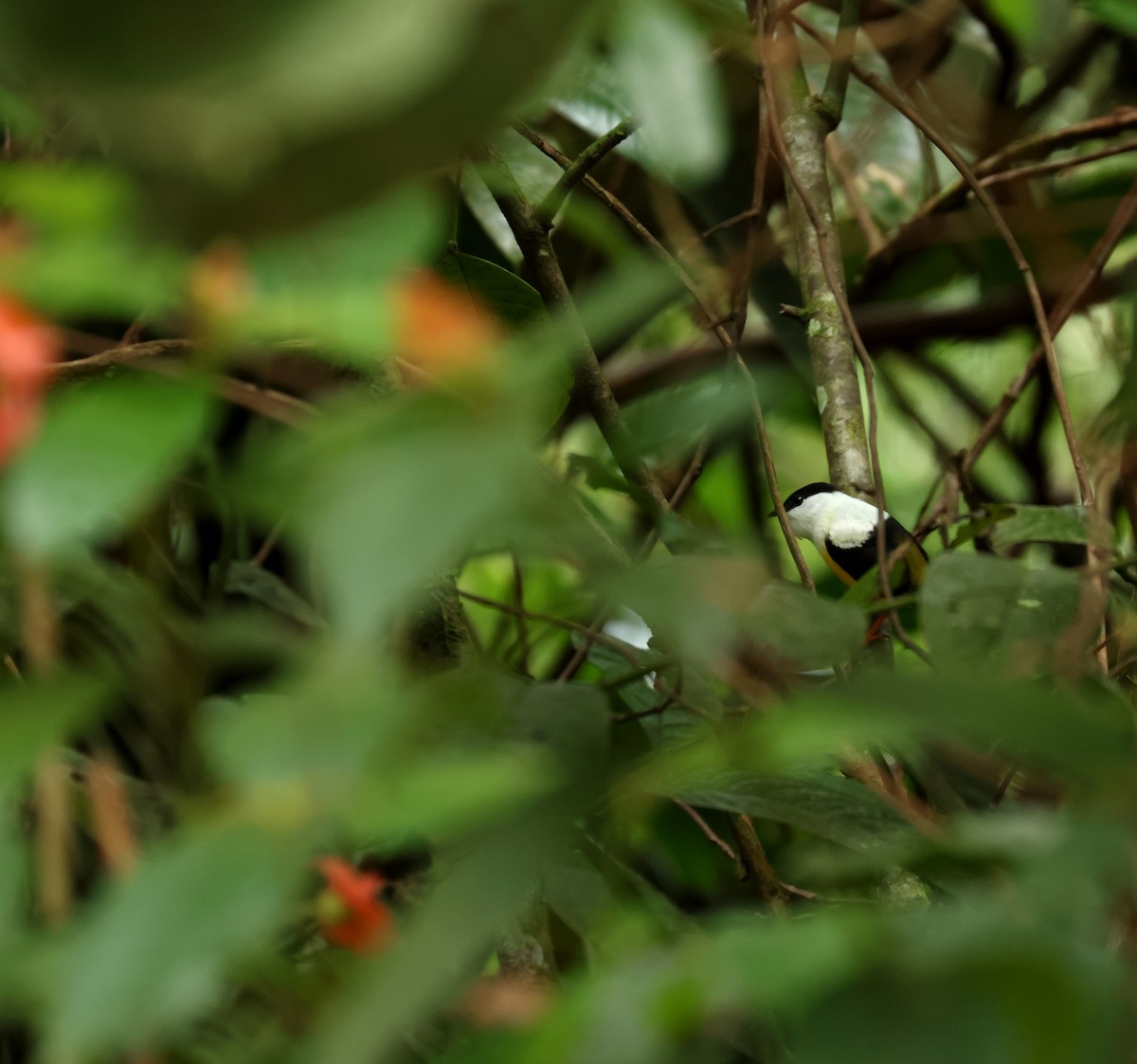 White-collared Manakin - ML644899939
