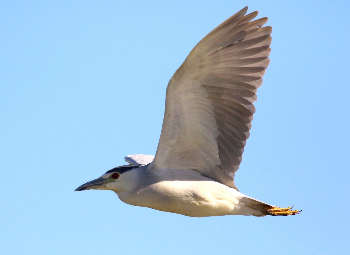 Black-crowned Night Heron - ML644899947